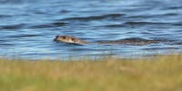 Vydra ricni - Lutra lutra - European Otter 1832